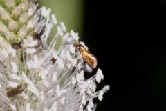Micropterix aruncella