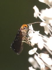 Micropterix aruncella