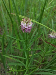 Polygala cruciata