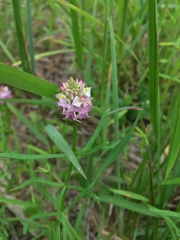 Polygala cruciata