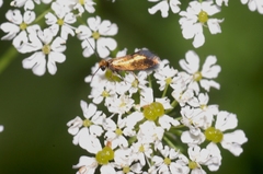 Micropterix aruncella