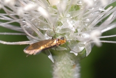 Micropterix aruncella