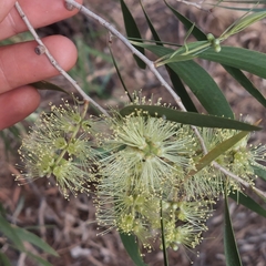Melaleuca fluviatilis