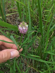 Polygala cruciata