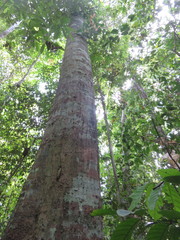 Tachigali poeppigiana