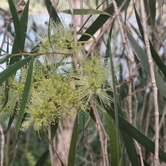 Melaleuca fluviatilis