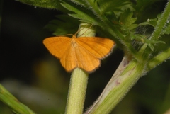 Idaea flaveolaria