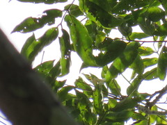 Tachigali poeppigiana