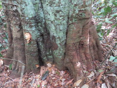 Tachigali poeppigiana