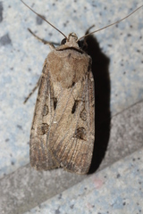 Agrotis exclamationis