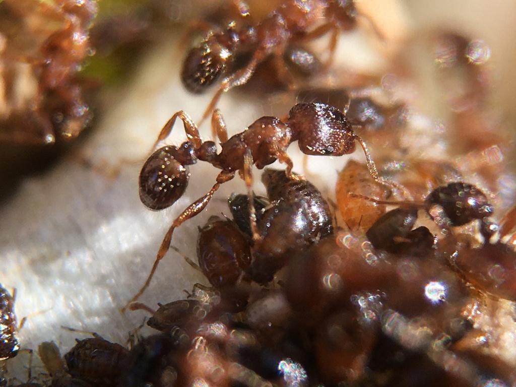 Immigrant Pavement Ant in June 2022 by kamedaphor. This seems to be the ...