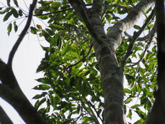 Tachigali poeppigiana