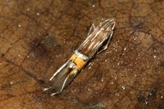 Cosmopterix scribaiella
