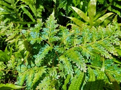 Selaginella willdenowii