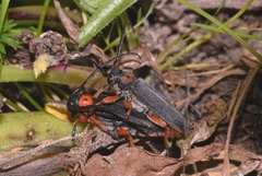 Phytoecia affinis