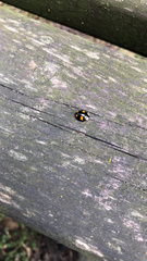 Harmonia axyridis