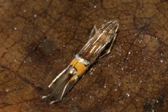 Cosmopterix scribaiella