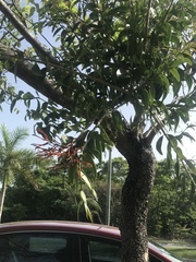 Psittacanthus schiedeanus