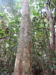 Tachigali paniculata