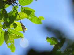 Tachigali paniculata