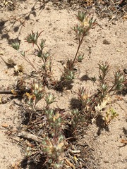 Eriastrum filifolium