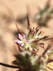 Eriastrum filifolium