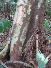Tachigali paniculata