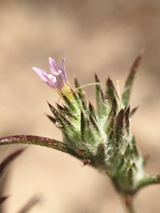 Eriastrum filifolium