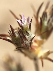 Eriastrum filifolium