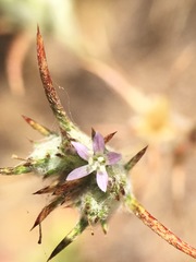 Eriastrum filifolium