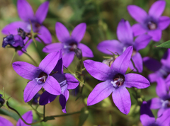 Campanula lusitanica