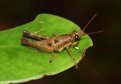 Ommatolampis perspicillata