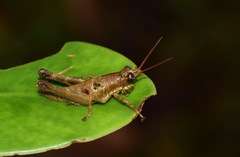 Ommatolampis perspicillata