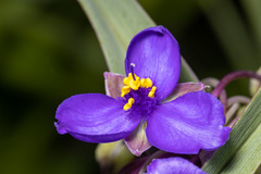 Tradescantia bracteata
