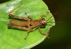 Ommatolampis perspicillata