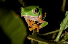 Callimedusa