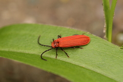 Lopheros rubens