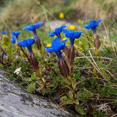 Gentiana verna