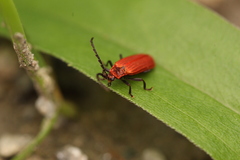 Lopheros rubens