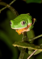 Callimedusa