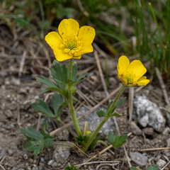Ranunculus montanus