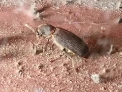 Hadrobregmus pertinax