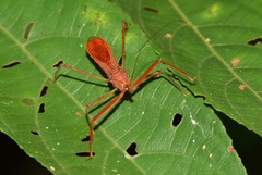 Ricolla quadrispinosa