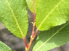 Salix myrtillifolia