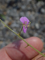 Desmodium nuttallii