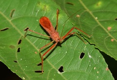 Ricolla quadrispinosa
