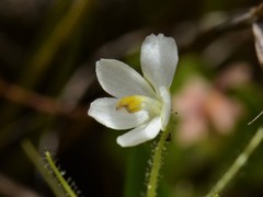 Byblis liniflora