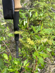 Salix myrtillifolia