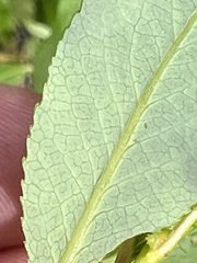Salix myrtillifolia