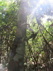 Tachigali paniculata